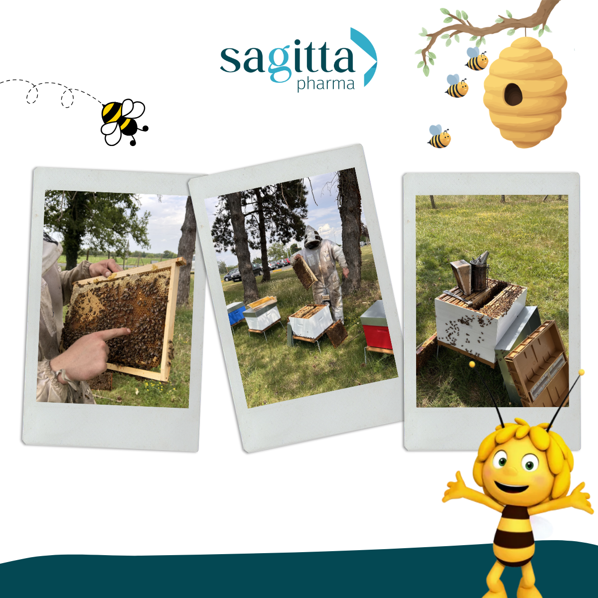 Sagitta Pharma installe des ruches sur son site de Fondettes